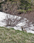 Coyote 1841